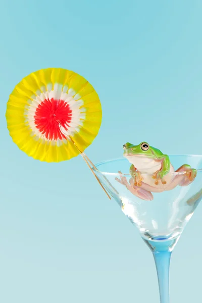 Tree frog in a cocktail glass — Stock Photo, Image