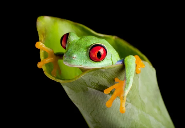Červené oči žába v banánovém listu — Stock fotografie