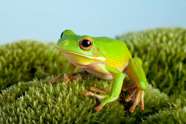 Tree frog op moss — Stockfoto
