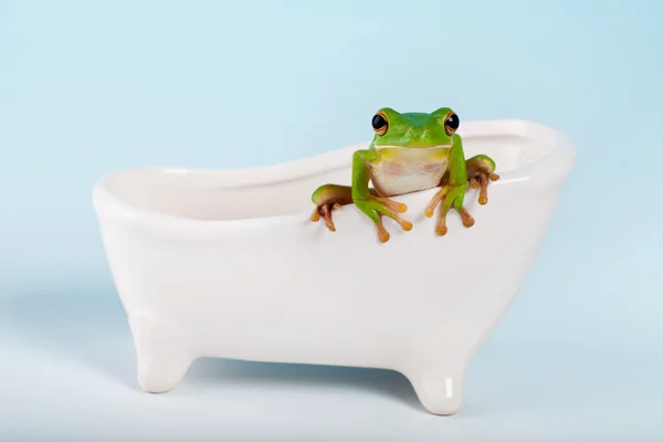 Kurbağa banyo üzerinde — Stok fotoğraf