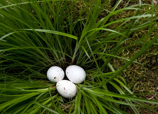 White eggs in grass — Stock Photo, Image