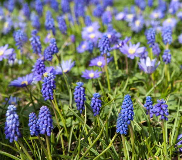 Primavera azul — Fotografia de Stock