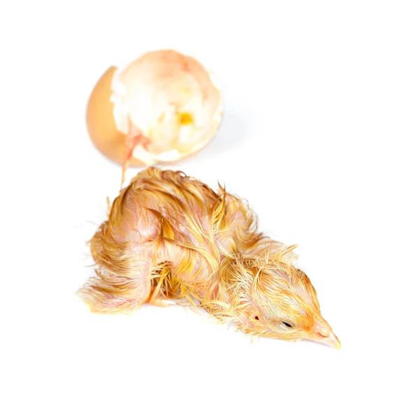 Tired wet chick — Stock Photo, Image