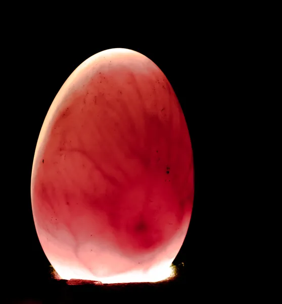 正对着光检查方法孵化的蛋 — 图库照片