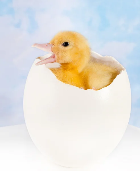 Small duckling big egg — Stock Photo, Image