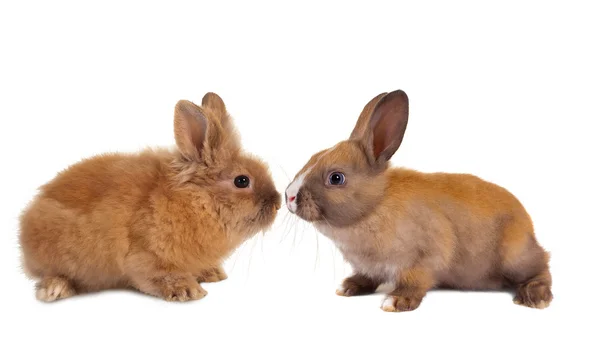 Deux bébés lapins — Photo