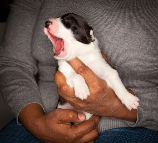Yawning perbatasan collie puppy — Stok Foto