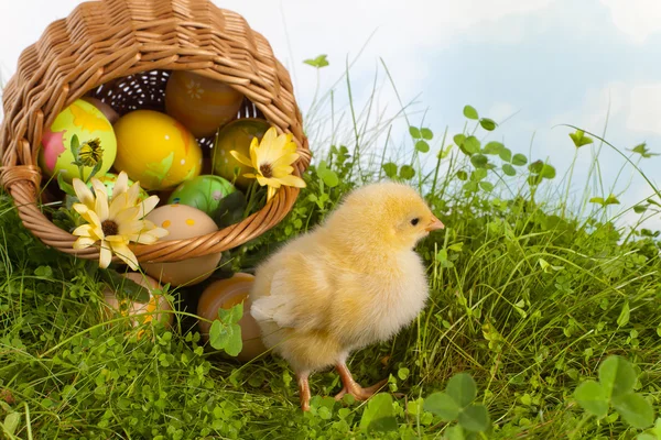 Velikonoční košík s žluté kuřátko — Stock fotografie