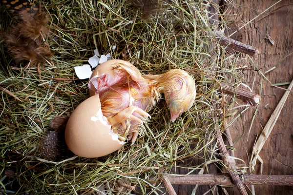 鸡孵化 — 图库照片