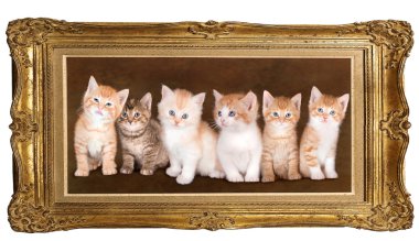 Six kittens clipart