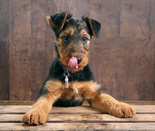 Puppy tongue — Stock Photo, Image