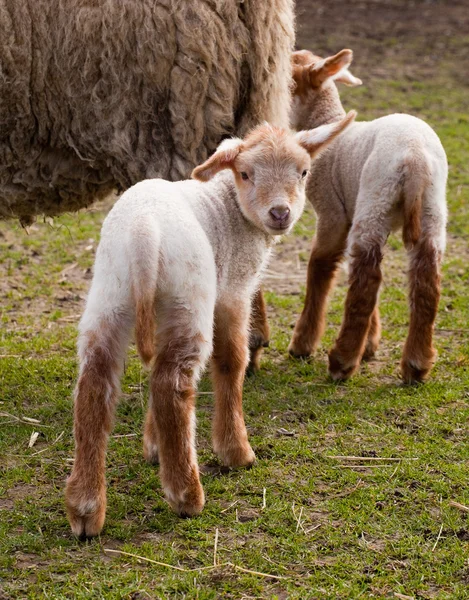Petits agneaux au printemps — Photo