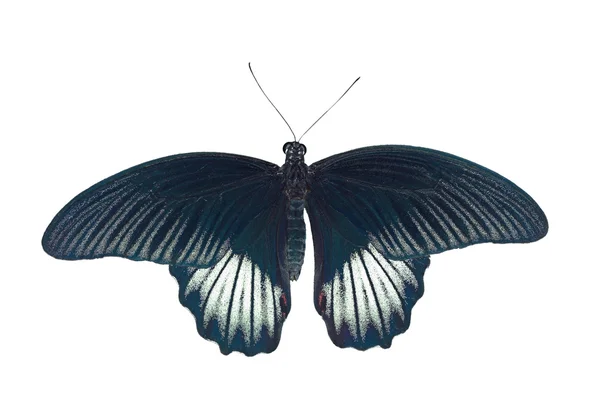 Mormonský motýl — Stock fotografie