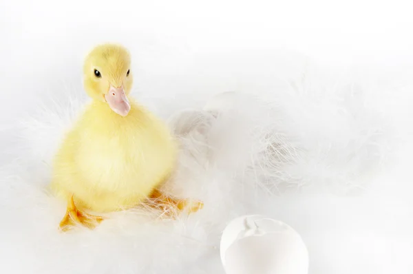Fluffy feathers and a duckling — Stock Photo, Image