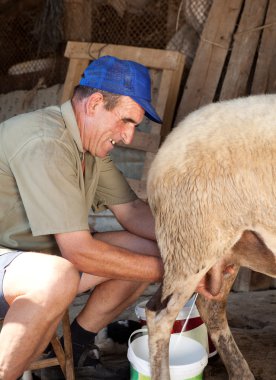 Sheep milking clipart