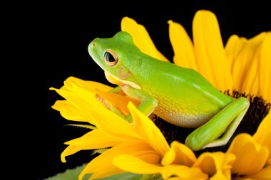 zittend op een zonnebloem boomkikker