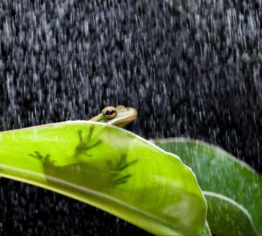 Frog on a rainy day clipart