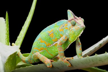 Yemen Chameleon clipart