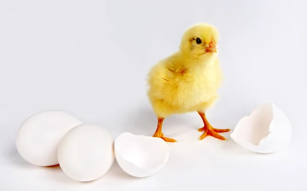 Newborn chick — Stock Photo, Image
