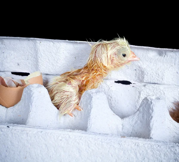 Chick hatched in box — Stock Photo, Image