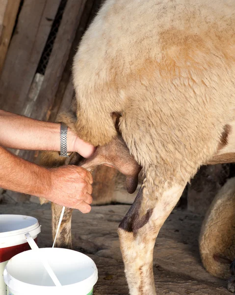 Milking sheep — Stok fotoğraf