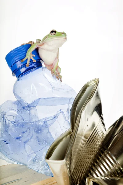 Garbage frog — Stock Photo, Image