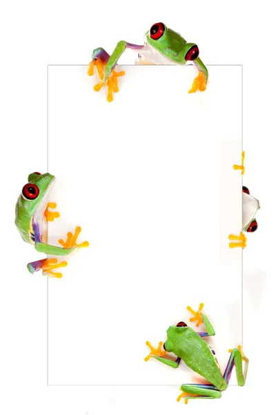 Frog frame — Stock Photo, Image