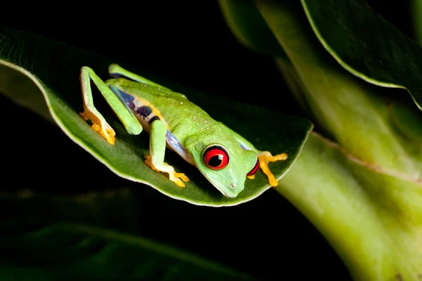 Rotäugiger Frosch auf Bananenbaum — Stockfoto