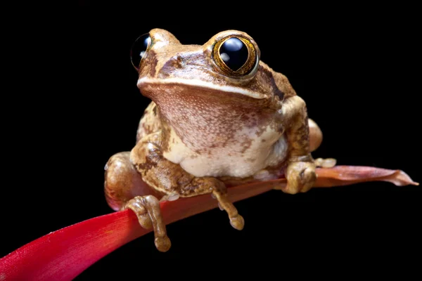 Marbled reed frog — Stock Photo, Image