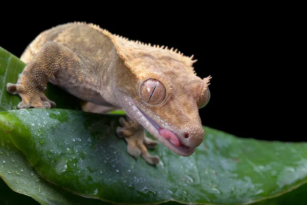 Чубаті gecko — стокове фото