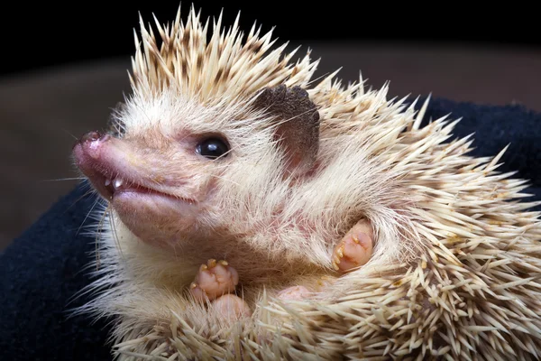 Pygmy hedgehog — Stock Photo, Image
