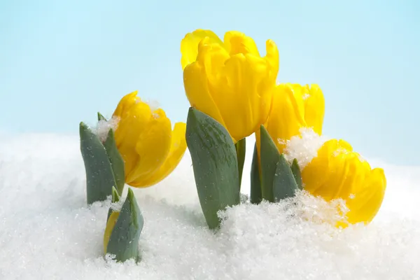 Korai virágok és a húsvéti tojás — Stock Fotó