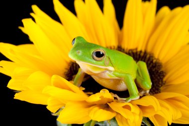 Tree frog on a sunflower clipart
