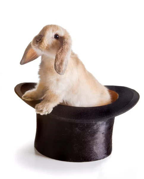 Büyülü tavşan — Stok fotoğraf