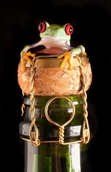 Red eyed tree frog on champagne bottle — Stock Photo, Image