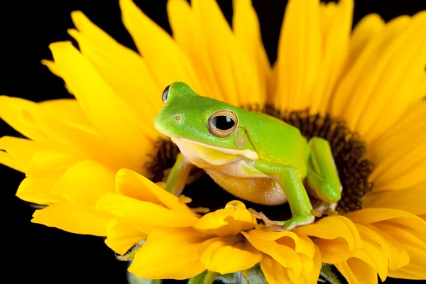 Tree frog on a sunflower — Stock Photo, Image