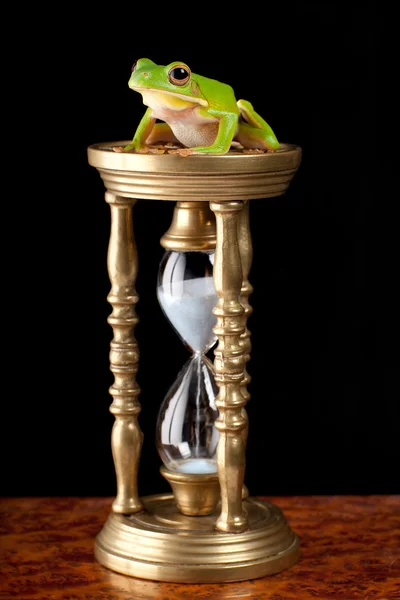 Žába na přesýpací hodiny — Stock fotografie