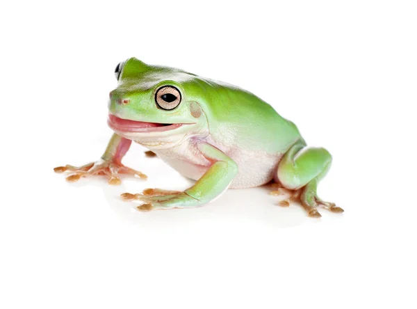 Tree frog pulling faces — Stock Photo, Image