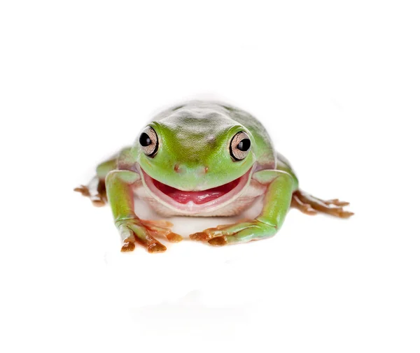Yeşil ağaç kurbağası gülümseyen — Stok fotoğraf