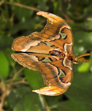 Atlas moth clipart