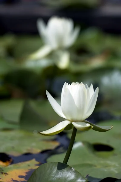 Two lilies — Stock Photo, Image