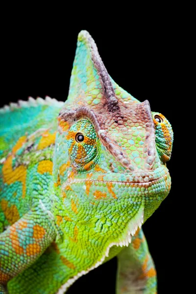 Yemen Chameleon — Stock Photo, Image