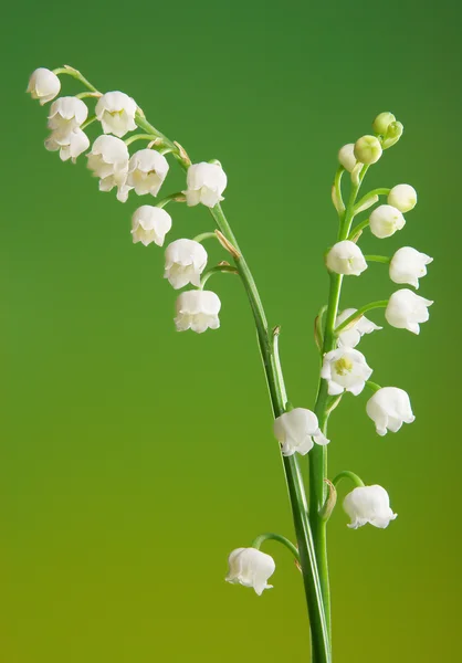 stock image Lily twigs