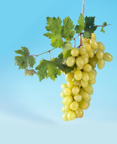 Racimo de uvas y hojas de vid —  Fotos de Stock