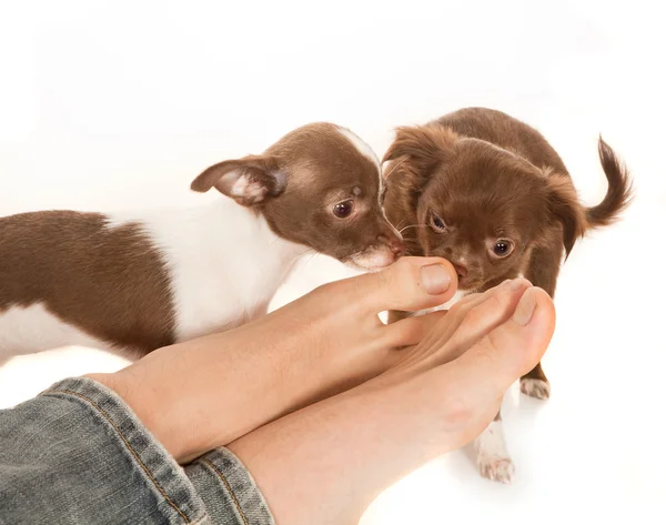 Dog smelling feet — Stock Photo, Image
