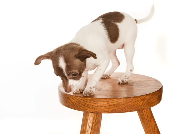 Puppy on a stool — Stock Photo, Image