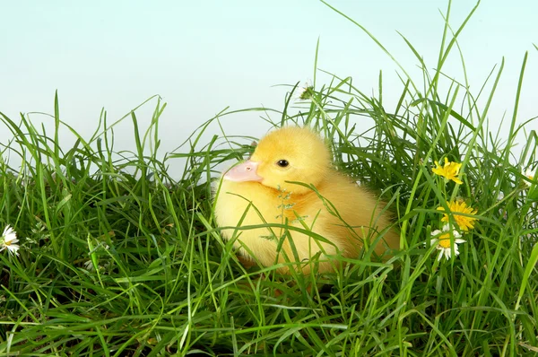Pato sentado en la hierba — Stockfoto