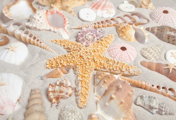 多くの海の貝殻 — ストック写真