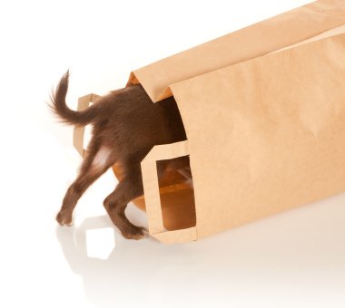 Doggy in a paper bag clipart