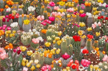 Abundance of cactus flowers clipart